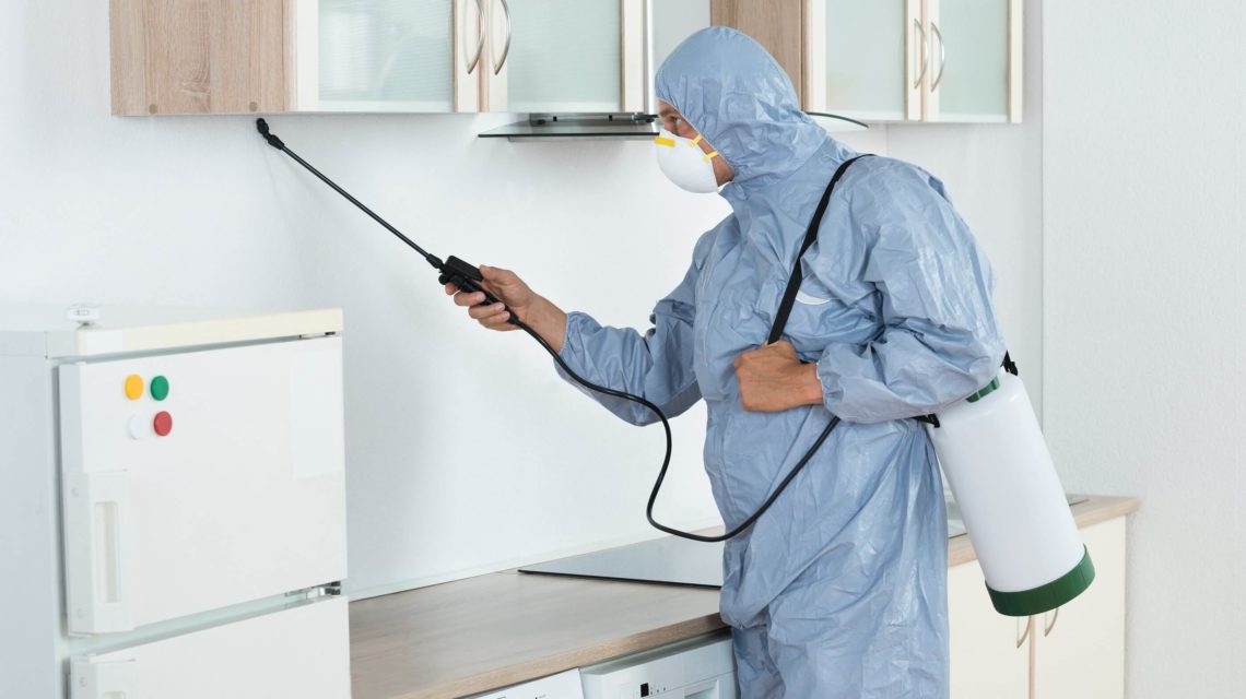 افضل شركة مكافحة حشرات بالمنطقة الشرقية